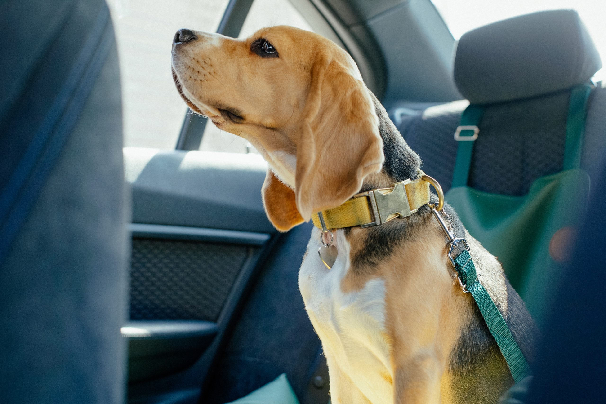 Dog wearing seatbelt in car